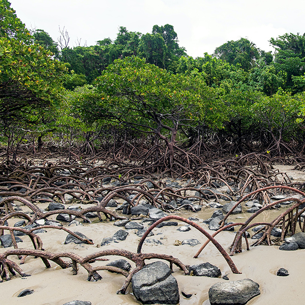 Mangroves and sand
