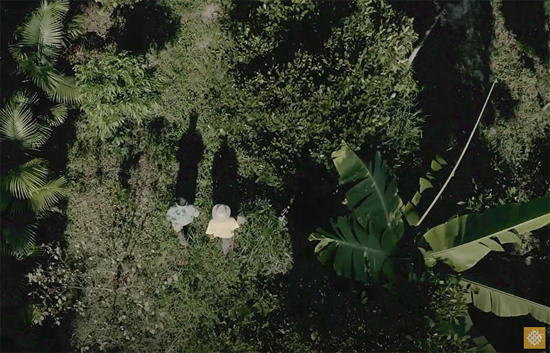 Aerial shot, forest